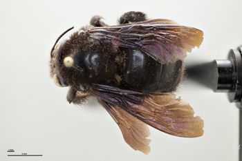 Media type: image;   Entomology 810676 Aspect: habitus dorsal view